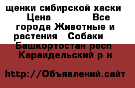 щенки сибирской хаски  › Цена ­ 10 000 - Все города Животные и растения » Собаки   . Башкортостан респ.,Караидельский р-н